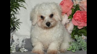 Bichon Frise Puppies for Sale