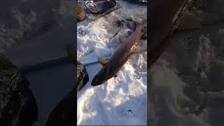 ТАЙМЕНЬ РЫБАЛКА ПЕРВЫЙ ЛЁД  #shorts  #рыбалка