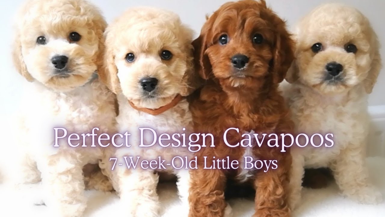7 Weeks Old Cavapoo Puppies #cute #dog #2024 - YouTube