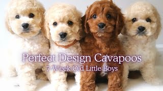 7 Weeks Old Cavapoo Puppies #cute #dog #2024