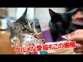 袋を開けた瞬間から大興奮！初めての「国産無添加おやつ」に、今まで見たことない顔で食らいつく猫たちが可愛すぎた