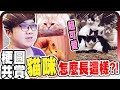 超爆笑梗圖！貓咪竟然長得跟外星人一樣？！【黑羽】