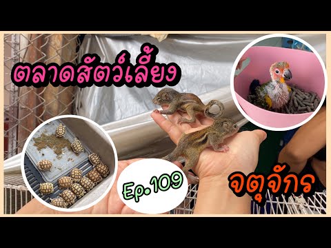 Zing’s Day | ตะลุยสัตว์เลี้ยงจตุจักร Ep.109
