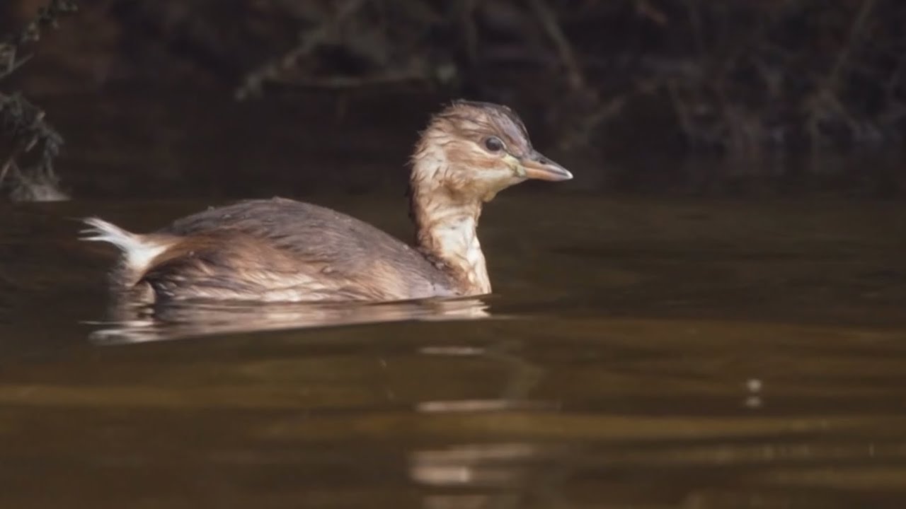 Iolo Williams introduces a little stonker, the Little Grebe | Winterwatch 2025