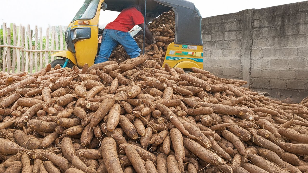 Amazing Way Farmers Harvest Millions of Fresh Cassava in Africa