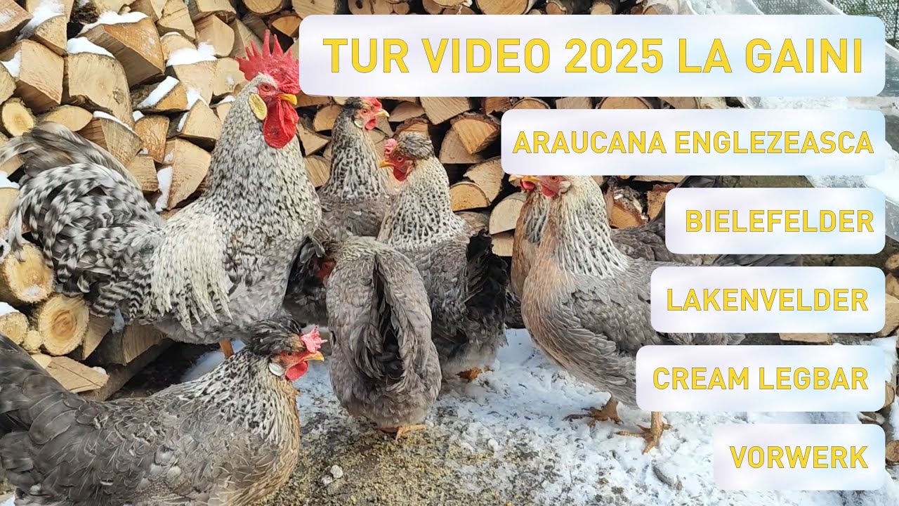 Ce rase de gaini cresc in 2025? Mai sunt oua pentru incubat?