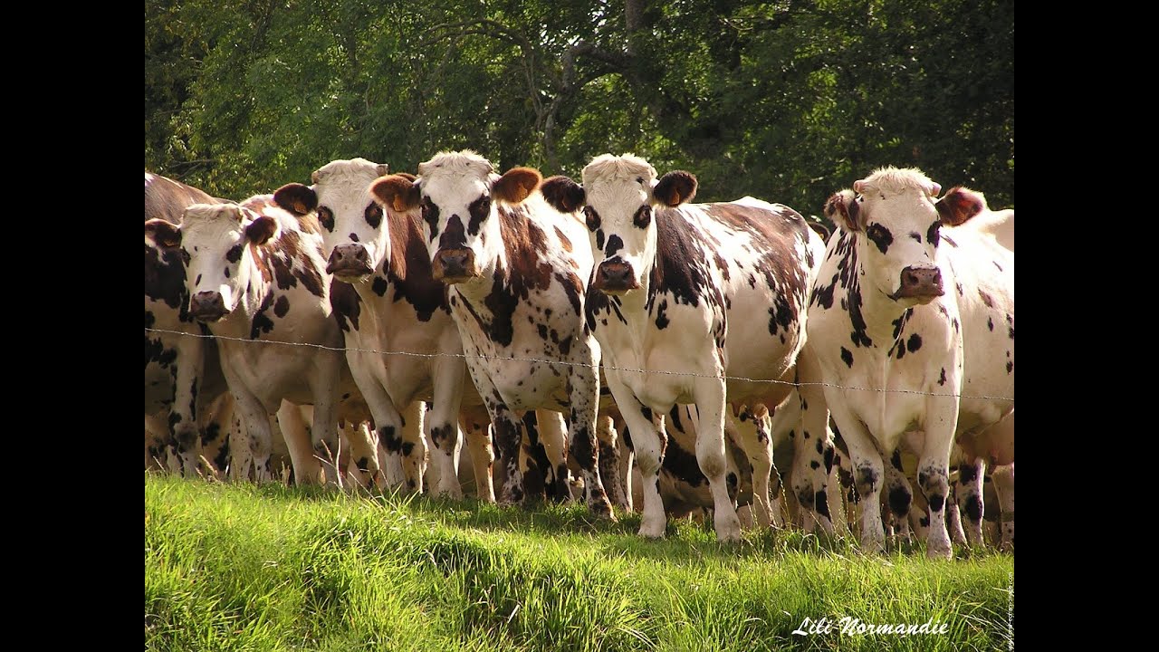 Vache normande : comment évoluent les caractéristiques de la race ?