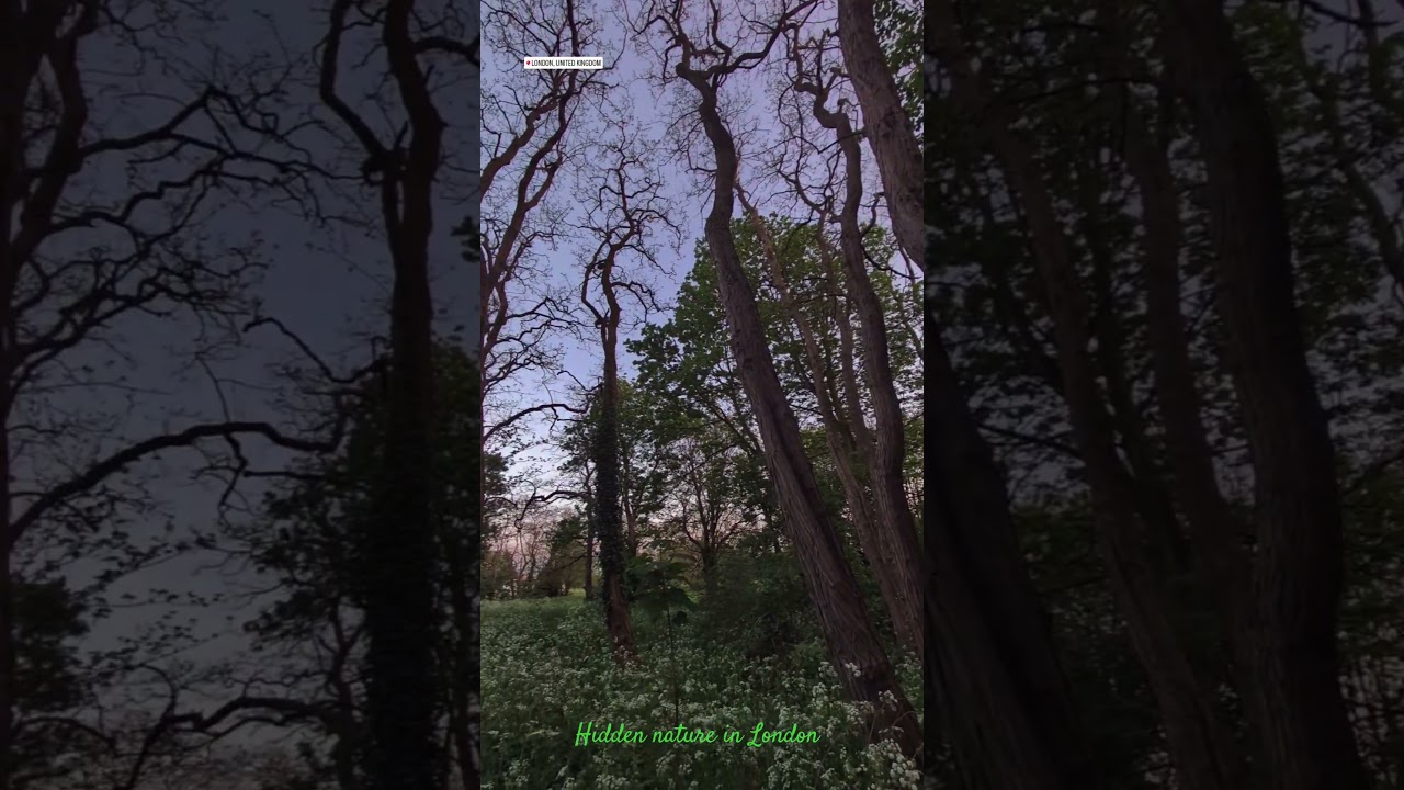 Hidden Forest Nature 😍 in London 🇬🇧 4K