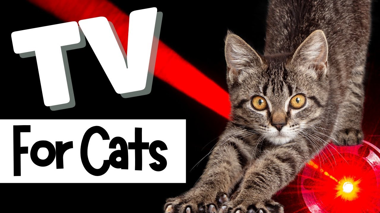 TV for Cats Relax My Cat 🔴 LASERS FOR CATS TO CHASE 🔴 Videos For