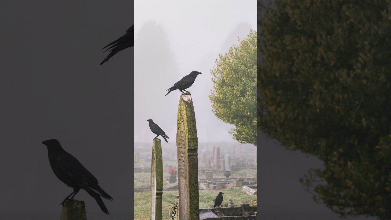 Fascinating Ravens Facts  Uncover the Mysteries of These Intelligent Birds 