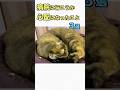 猫を病院に連れて行こうか心配になったこと3選