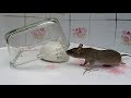 Two Bowl Mouse/Rat Trap.