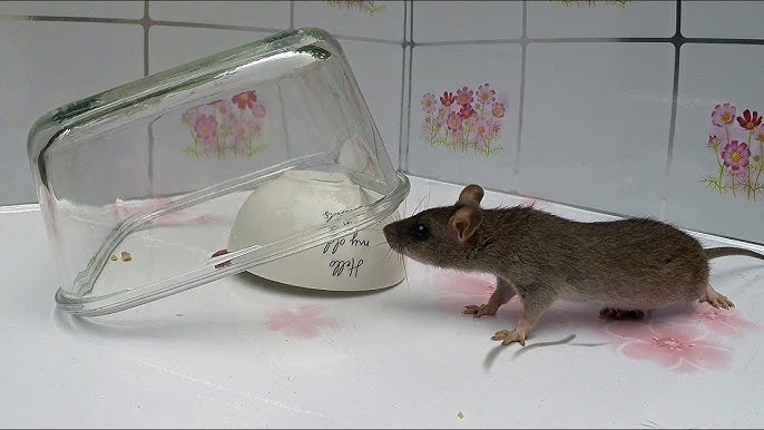 How to Make a ○ Simple Catch and Release Bottle Mousetrap ( that