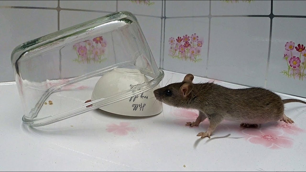 Two Bowl Mouse/Rat Trap. YouTube