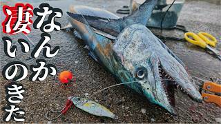 堤防先端で1人では到底無理の限界を超えた巨大魚!あまりのデカさに海へと引きずられる