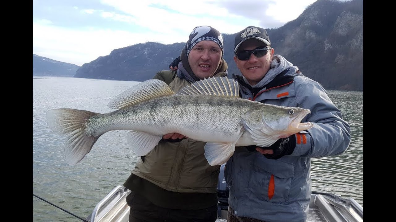 UŽIVO SA VODE: Zimski lov smuđa na Dunavu kod Donjeg Milanovca sa Milanom Panićem i Milošem Cvijićem