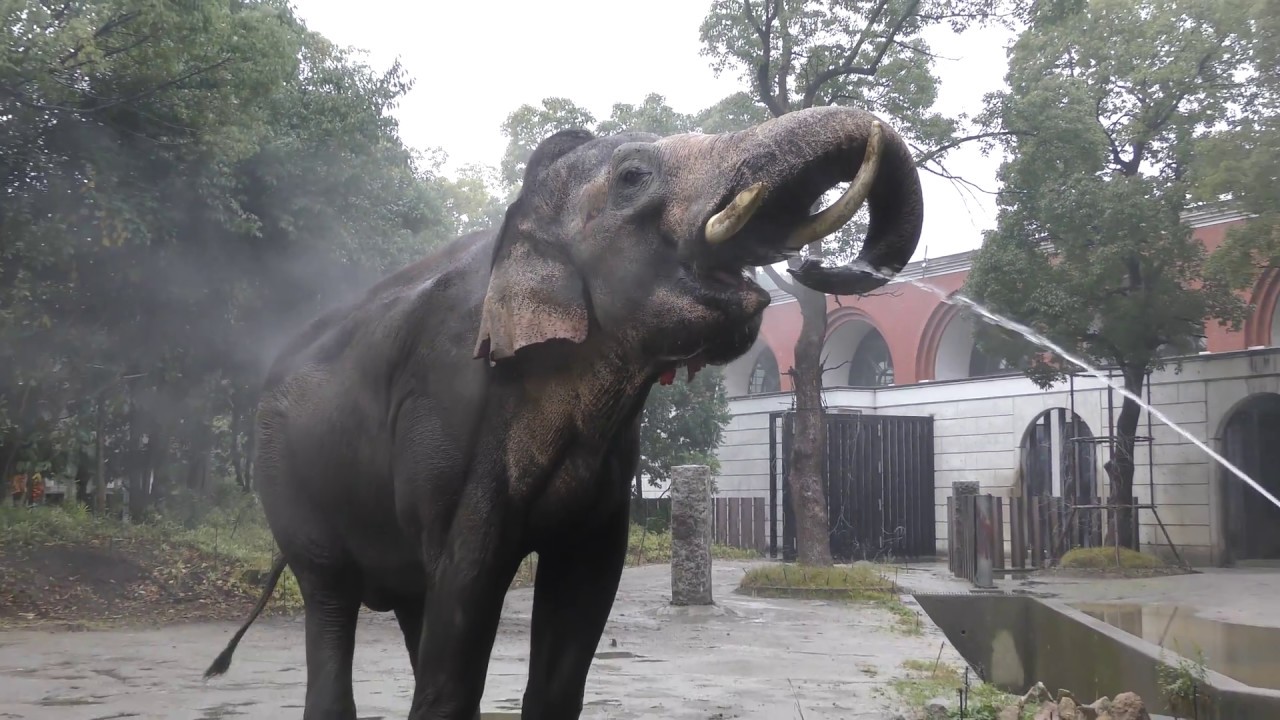 『インドゾウ』飼育係のとっておきタイム (よこはま動物園ズーラシア) 2017年11月23日
