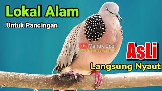 SUARA BURUNG TEKUKUR ini khusus untuk pancingan TEKUKUR yang malas bunyi dan TEKUKUR BAHAN ombyokan