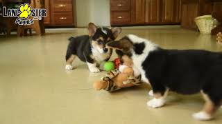 Sweet Welsh Corgi Puppies