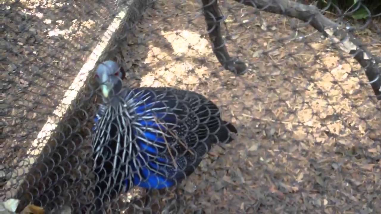 Vulturine Guineafowl 