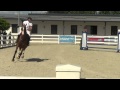7yo Gelding By Oklund