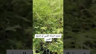 شجرة الصمغ العربي