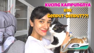 NGABUBURIT BARENG KUCING KAMPUNG YANG GENDUTGENDUT!