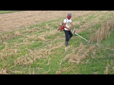 Video: Jenis minyak apa yang digunakan mesin pemotong rumput Craftsman?