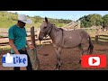 COMO CORRIGIR BURRO QUE TEM MEDO E NEGA ESTRIBO. BURRO PAIEIRO. FAZENDA SÃO TOMÉ ALEXÂNIA-GO