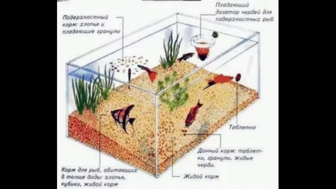 Как нужно кормить рыбок. Части аквариума. Сколько корма надо давать рыбкам. Сколько корма нужно давать рыбкам в аквариуме. Кормить аквариумных рыбок.