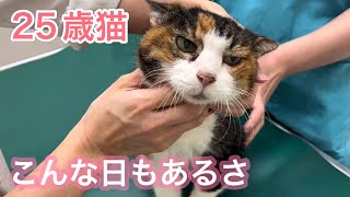 定期健診で不機嫌になってしまった25歳猫のナナさんが可愛すぎました。