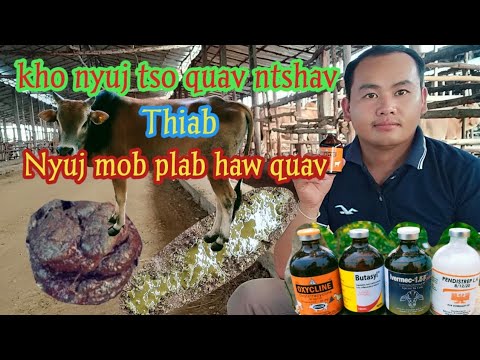 Video: Kev Kho Mob Quav Aub Thiab Kho - Zawv Plab (Tshuaj Tiv Thaiv Kab Mob-Ua Raug) Hauv Cov Dev