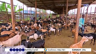 Inyama Zimpene Zisigaye Zizimvye Cane. Iki Nico Kiitera.