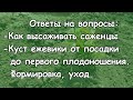 Как я высаживаю саженцы. Куст от посадки до первого плодоношения