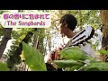 至高の春ソング 春の香りに包まれて/The Songbards【弾き語り音源】