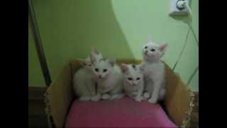 Кэмбоу cats - Поющие котята. 30 секунд и ты уже улыбаешься)) Кэмбоу cats - Поющие котята. 30 секунд и ты уже улыбаешься))