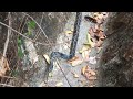 Big Rat Snake GROWLING - BLOOD on my Arm!