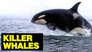 Killer WHALES Of The Norwegian Fjords // Wildlife Photographer