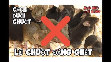 5 cách đuổi chuột ra khỏi nhà an toàn và hiệu quả nhất..