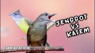 CUCAK JENGGOT v KAPAS TEMBAK duel ketajaman audio jernih jeda air #masteran #jenggot #katem