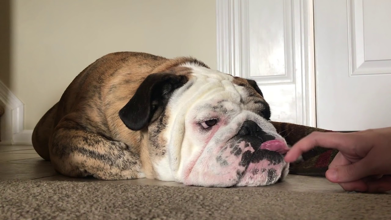 Reuben the Bulldog: A Little Taste of Reuben british bulldog price