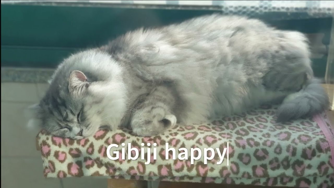 Happy and sad Gibiji