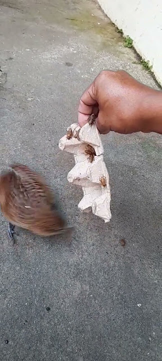 Burung Bubut Suka Banget Makan Jangkrik #bantusubcribe