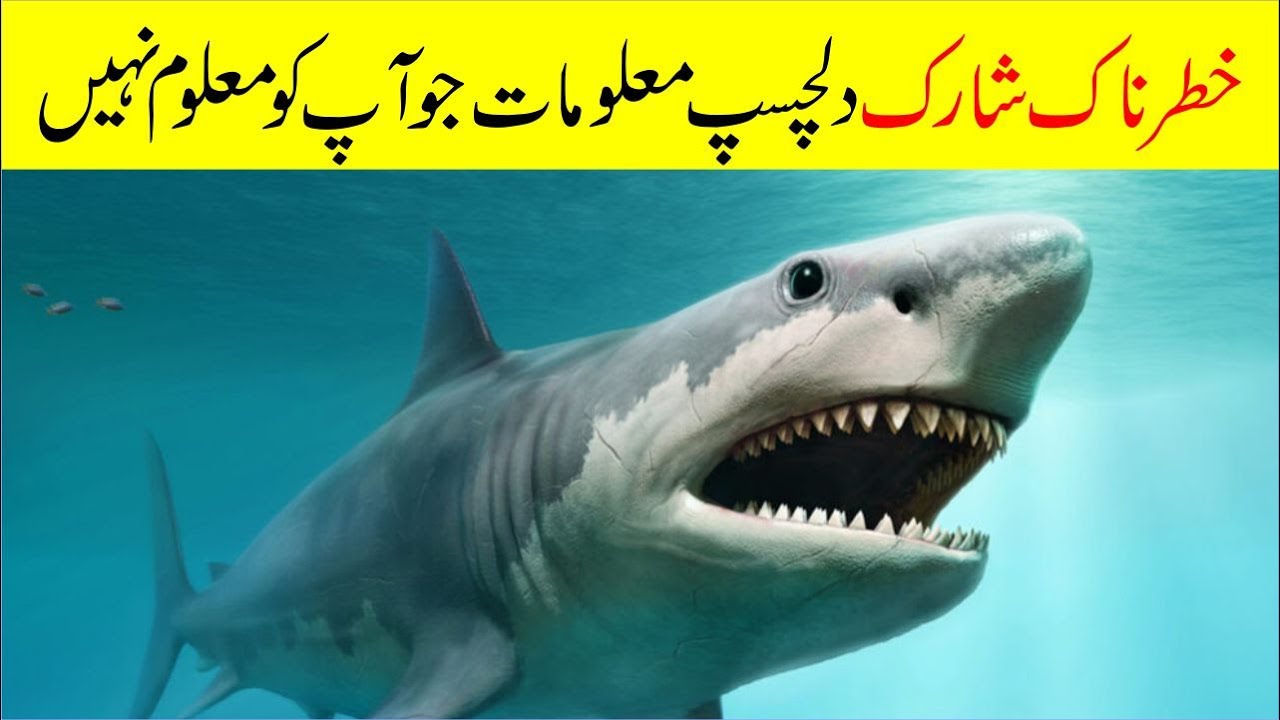 Fish Information Urdu and Hindi | Fish Facts Interesting | QaQ Tv
