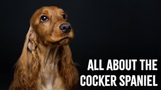 All About The Cocker Spaniel