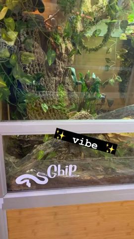 Chip’s 4'x2'x4' enclosure is a whole vibe. #zenhabitats  #reptiles  #reptileroomgoals  #reptilelover