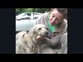 Бездомная собачка Мотя из Курска нашла своё счастье в Москве | До слёз