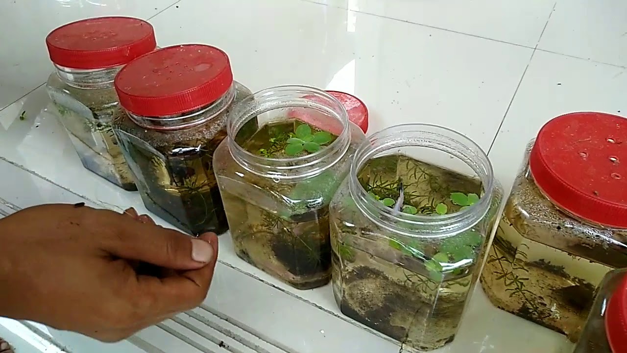 CARA BETERNAK IKAN CUPANG 