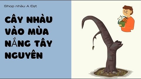 CÂY NHÀU MÙA NẮNG RỤNG LÁ, XƠ XÁC ÍT QUÁ, CÔNG DỤNG TRÁI NHÀU_ZALO 0973 765 730