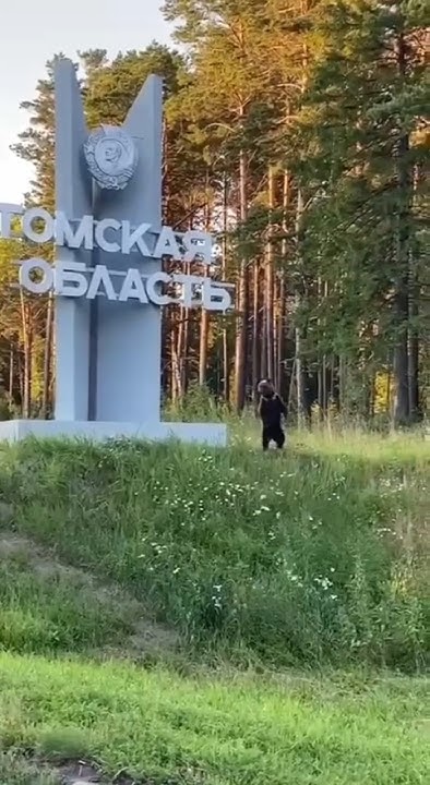 Символ Сибири 🐻 #россия #медведь #сибирь #животные #дикиеживотные # ...